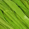 Rafija, 50 g - svijetlo zelena