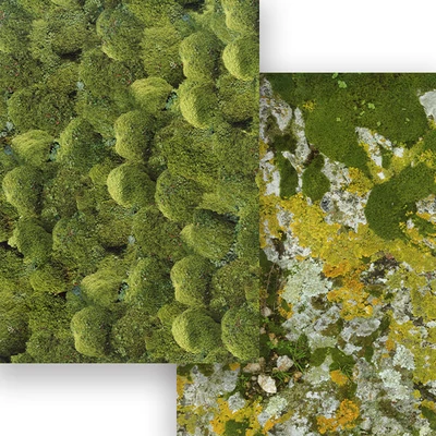 Foto karton, 50x70 cm - Mahovina, kamen