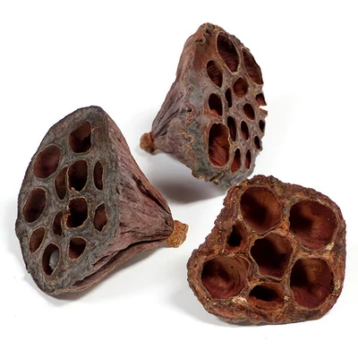 Suho voće - Lotus veliki, 3 kom., prirodne boje