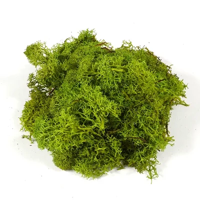 Suho voće - islandski lišaj, svijetlozeleni, 25 g