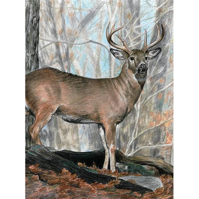 Set za bojanje s brojevima, olovke u boji + šiljilo, 22x30 cm - Bjelorepi jelen