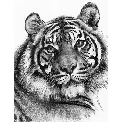 Sketch drawing grafički set za crtanje s alatima, 22x30 cm - Tigar